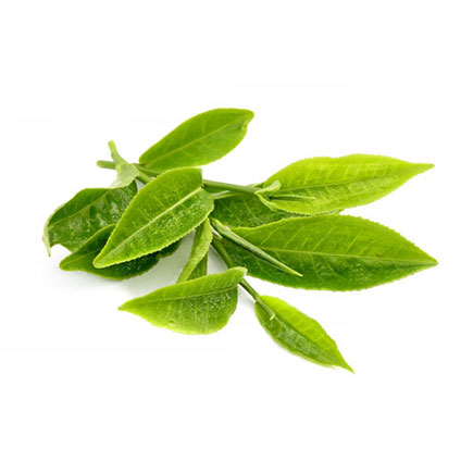 Green Tea Extract สารสกัดจากชาเขียว